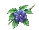 ブルーベリー