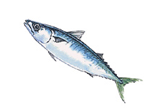青魚